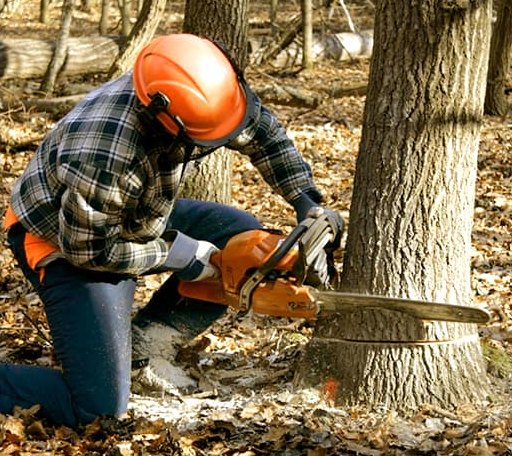 Tree Removal in Skidmore, TX
